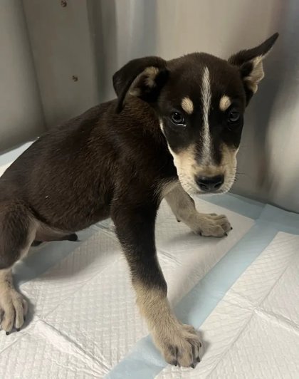 Shelter Stray Male Dog last seen Seminole Rd & Burrough Valley Rd, Tollhouse Zone Fresno CO 4 93667, CA, 1510 W Dan Ronquillo Dr, Fresno, CA 93706, USA