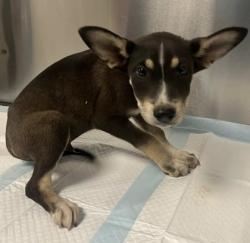 Shelter Stray Male Dog last seen Seminole Rd & Burrough Valley Rd, Tollhouse Zone Fresno CO 4 93667, CA, 1510 W Dan Ronquillo Dr, Fresno, CA 93706, USA