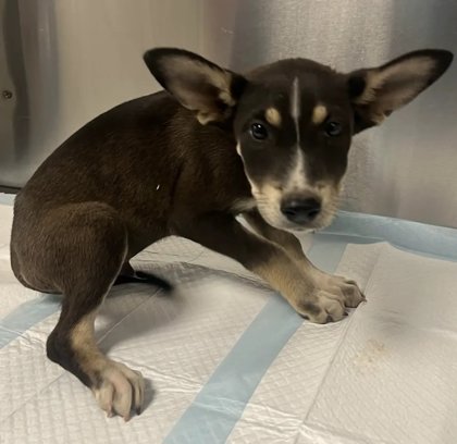 Shelter Stray Male Dog last seen Seminole Rd & Burrough Valley Rd, Tollhouse Zone Fresno CO 4 93667, CA, 1510 W Dan Ronquillo Dr, Fresno, CA 93706, USA