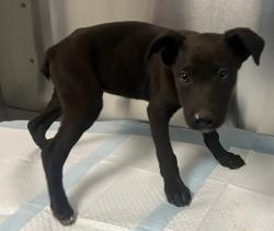 Shelter Stray Male Dog last seen Seminole Rd & Burrough Valley Rd, Tollhouse Zone Fresno CO 4 93667, CA, 1510 W Dan Ronquillo Dr, Fresno, CA 93706, USA