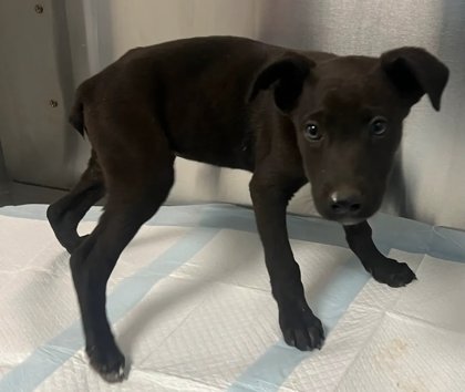 Shelter Stray Male Dog last seen Seminole Rd & Burrough Valley Rd, Tollhouse Zone Fresno CO 4 93667, CA, 1510 W Dan Ronquillo Dr, Fresno, CA 93706, USA