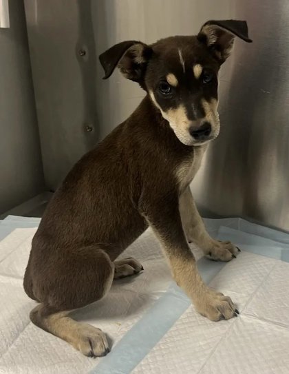 Shelter Stray Male Dog last seen Seminole Rd & Burrough Valley Rd, Tollhouse Zone Fresno CO 4 93667, CA, 1510 W Dan Ronquillo Dr, Fresno, CA 93706, USA