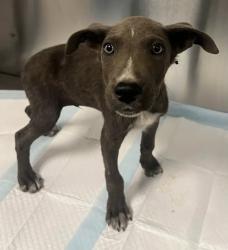 Shelter Stray Male Dog last seen Seminole Rd & Burrough Valley Rd, Tollhouse Zone Fresno CO 4 93667, CA, 1510 W Dan Ronquillo Dr, Fresno, CA 93706, USA