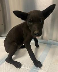 Shelter Stray Female Dog last seen Seminole Rd & Burrough Valley Rd, Tollhouse Zone Fresno CO 4 93667, CA, 1510 W Dan Ronquillo Dr, Fresno, CA 93706, USA