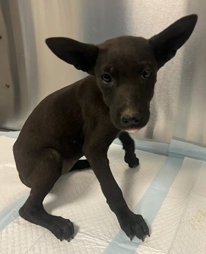 Shelter Stray Female Dog last seen Seminole Rd & Burrough Valley Rd, Tollhouse Zone Fresno CO 4 93667, CA, 1510 W Dan Ronquillo Dr, Fresno, CA 93706, USA