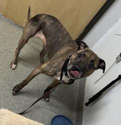 Shelter Stray Female Dog last seen W Felicita Avenue, Escondido, CA, 92025, Escondido, CA 92027, USA