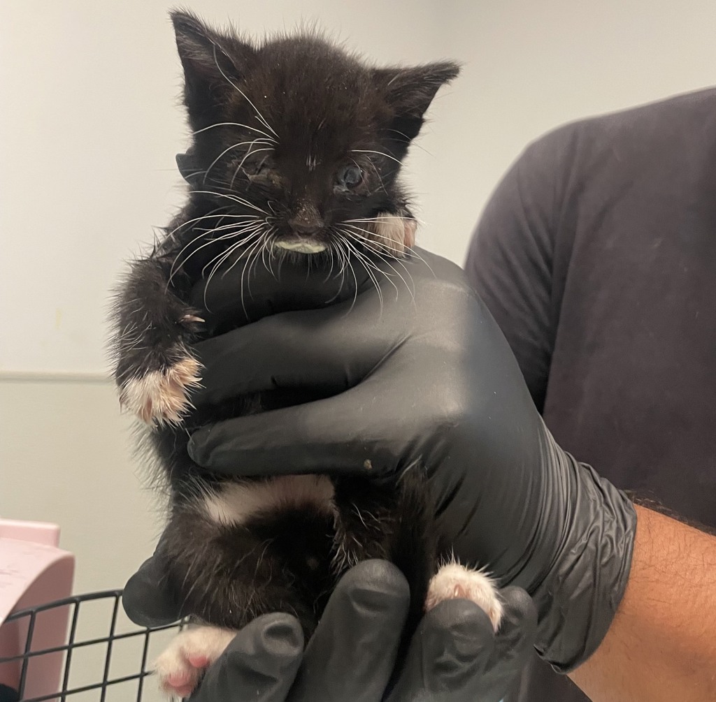 Shelter Stray Male Cat last seen Near 35th Street, San Diego, CA, 92102, 5500 Gaines St, San Diego, CA 92110, USA