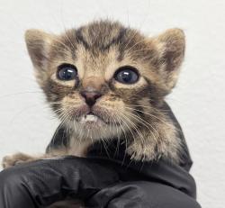 Shelter Stray Female Cat last seen Rosa Linda Street, San Diego, CA, 92154, 5500 Gaines St, San Diego, CA 92110, USA
