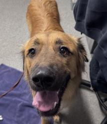 Shelter Stray Male Dog last seen Near N Broadway, Escondido, CA, 92026, Escondido, CA 92027, USA