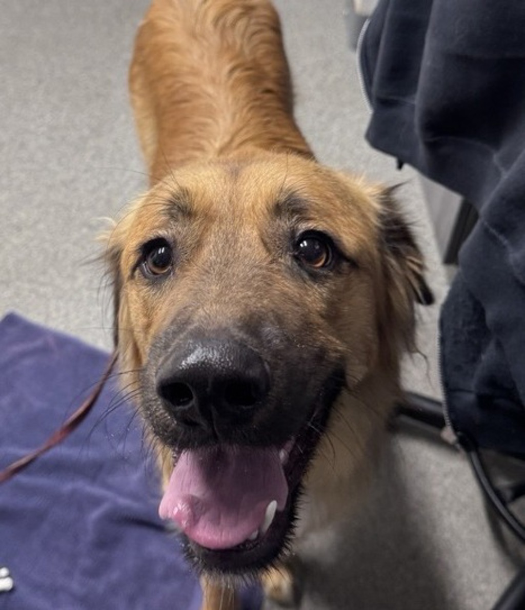 Shelter Stray Male Dog last seen Near N Broadway, Escondido, CA, 92026, Escondido, CA 92027, USA