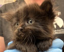 Shelter Stray Male Cat last seen 102nd/Burnside, OR, 1700 W Historic Columbia River Hwy, Troutdale, OR 97060, USA