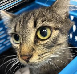 Shelter Stray Female Cat last seen 102nd/Burnside, OR, 1700 W Historic Columbia River Hwy, Troutdale, OR 97060, USA