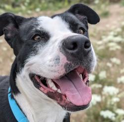Shelter Stray Female Dog last seen Glisan/162nd, OR, 1700 W Historic Columbia River Hwy, Troutdale, OR 97060, USA