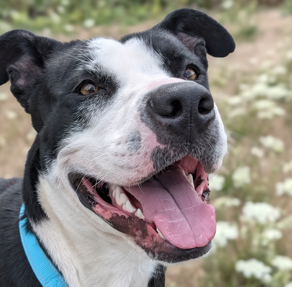 Shelter Stray Female Dog last seen Glisan/162nd, OR, 1700 W Historic Columbia River Hwy, Troutdale, OR 97060, USA