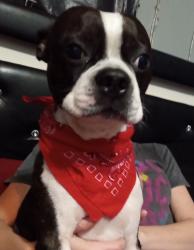 Lost Male Dog last seen Between the hmstd museum and the state park entrance, Crossville, TN 38555