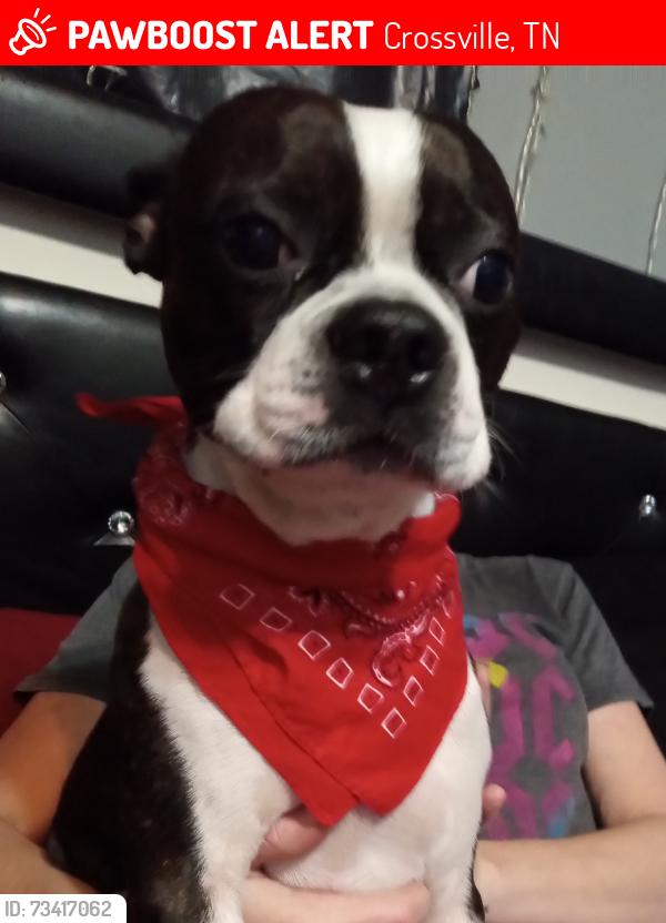 Lost Male Dog last seen Between the hmstd museum and the state park entrance, Crossville, TN 38555