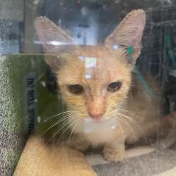 Shelter Stray Female Cat last seen , 361 S Raymond Ave, Pasadena, CA 91105, USA