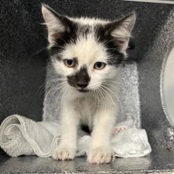 Shelter Stray Male Cat last seen , 361 S Raymond Ave, Pasadena, CA 91105, USA