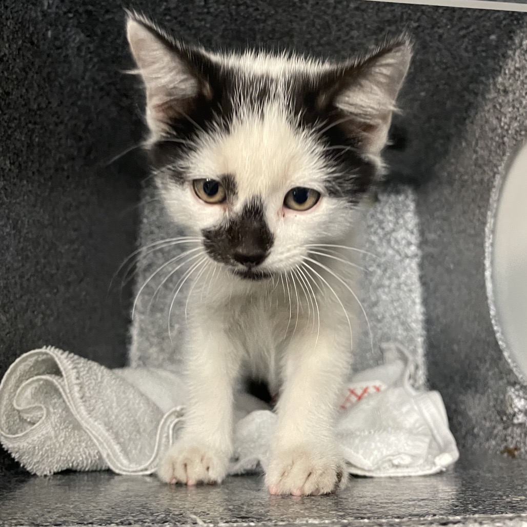 Shelter Stray Male Cat last seen , 361 S Raymond Ave, Pasadena, CA 91105, USA