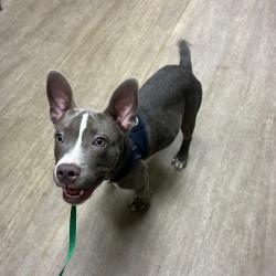 Shelter Stray Male Dog last seen , 361 S Raymond Ave, Pasadena, CA 91105, USA