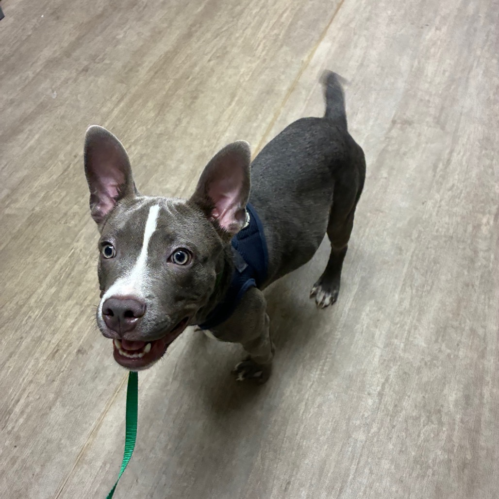 Shelter Stray Male Dog last seen , 361 S Raymond Ave, Pasadena, CA 91105, USA