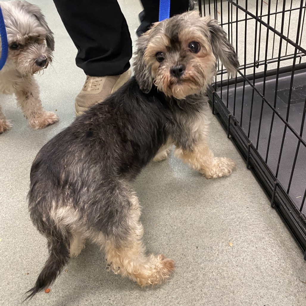 Shelter Stray Female Dog last seen , 6621 Westminster Ave, Garden Grove, CA 92844, USA