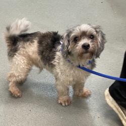 Shelter Stray Male Dog last seen , 6621 Westminster Ave, Garden Grove, CA 92844, USA