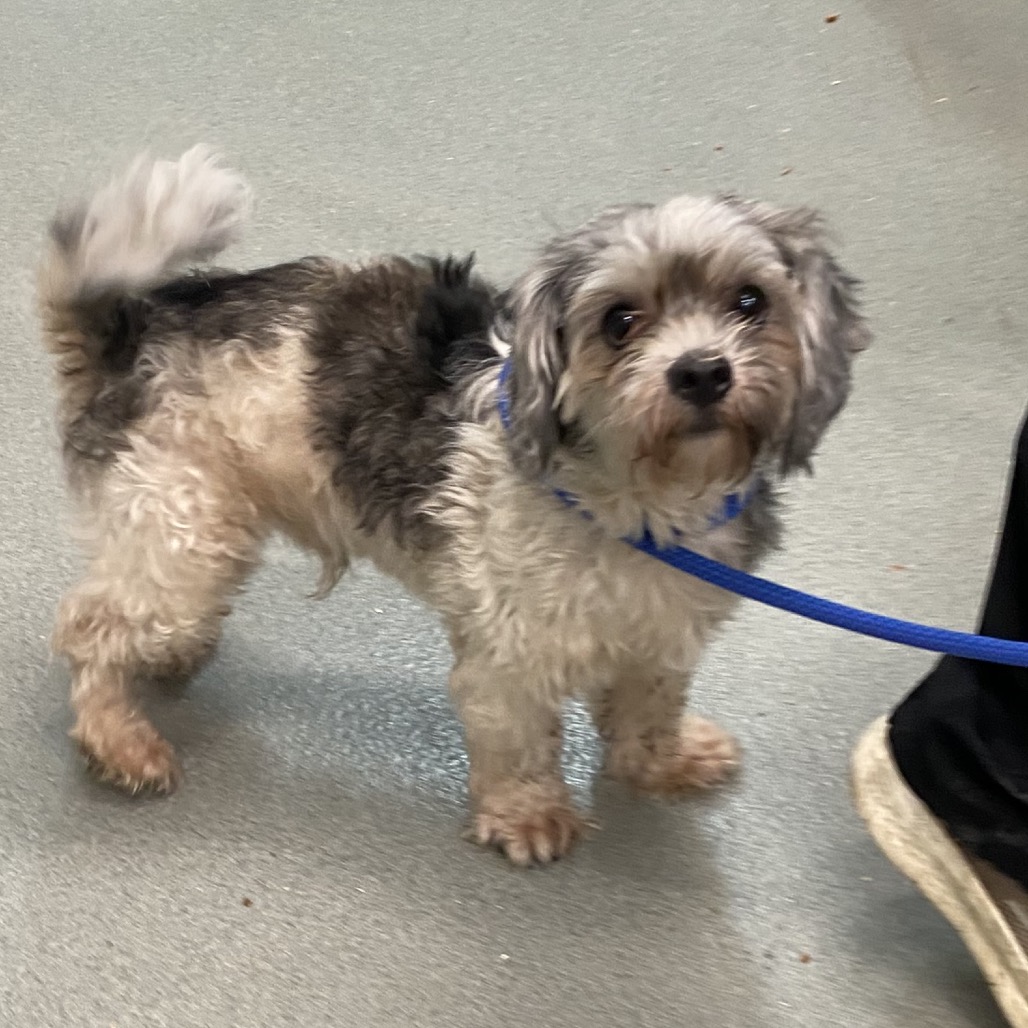Shelter Stray Male Dog last seen , 6621 Westminster Ave, Garden Grove, CA 92844, USA
