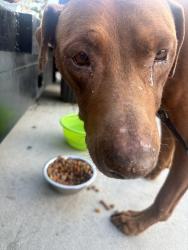 Found/Stray Male Dog last seen Logan and magenta, San Diego, CA 92113