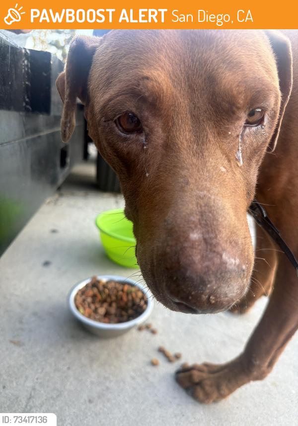 Found/Stray Male Dog last seen Logan and magenta, San Diego, CA 92113