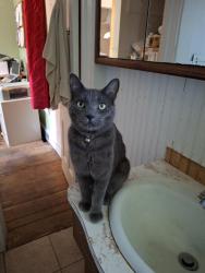 Lost Male Cat last seen North of the Greenway, near the Global Market, Minneapolis, MN 55407