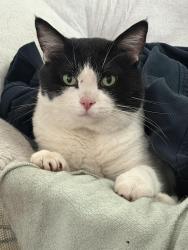 Reunited Male Cat last seen Grant St & Park St, Little Chute, WI 54140