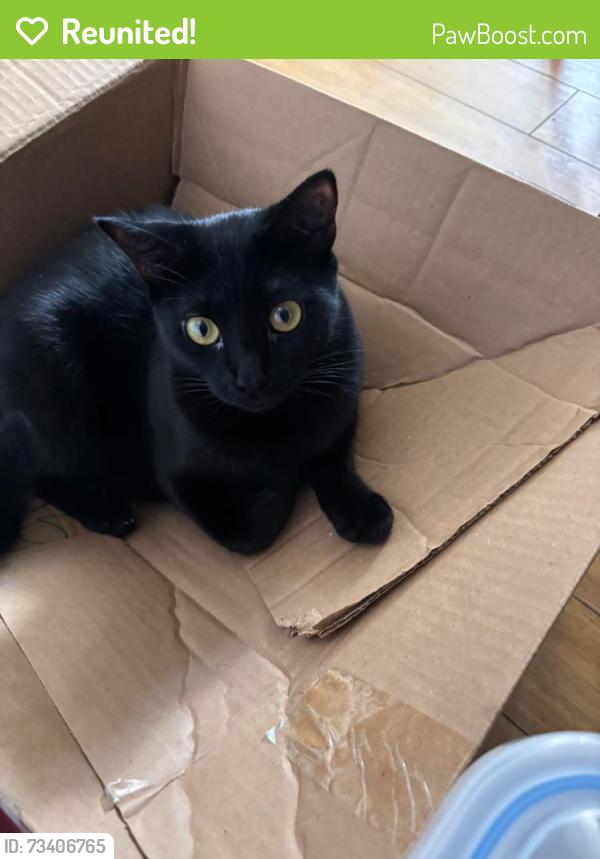 Reunited Female Cat last seen Blendsoe, Los Angeles, CA 91342