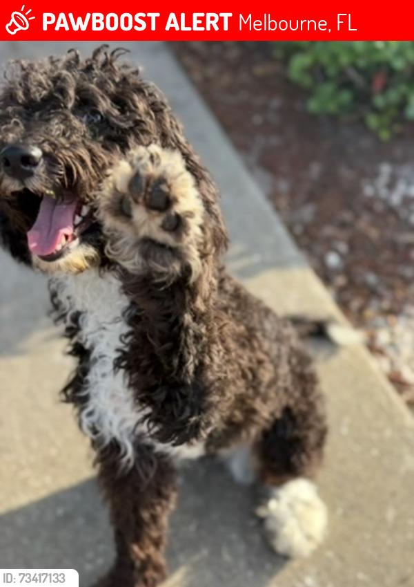 Lost Male Dog last seen Lake Washington, Melbourne, FL 32935