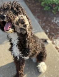 Lost Male Dog last seen Lake Washington, Melbourne, FL 32935