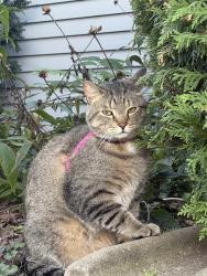 Found/Stray Unknown Cat last seen Chinese Temple on Lawnsdale in Waukesha, Waukesha, WI 53189
