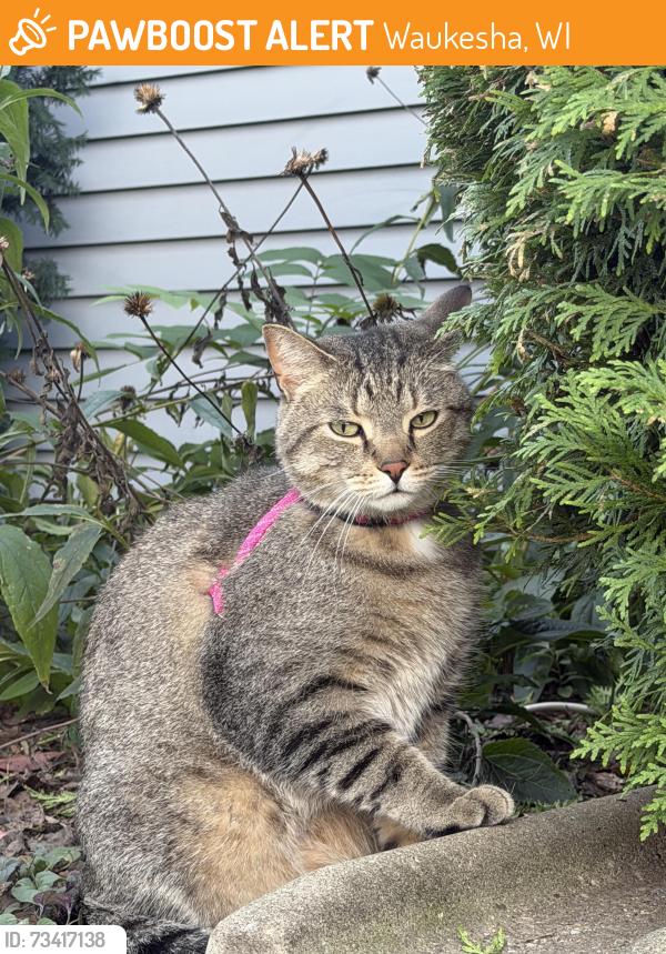 Found/Stray Unknown Cat last seen Chinese Temple on Lawnsdale in Waukesha, Waukesha, WI 53189