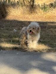 Found/Stray Unknown Dog last seen Lakeview and Lakeview West intersection, Lake Dallas, TX 75065