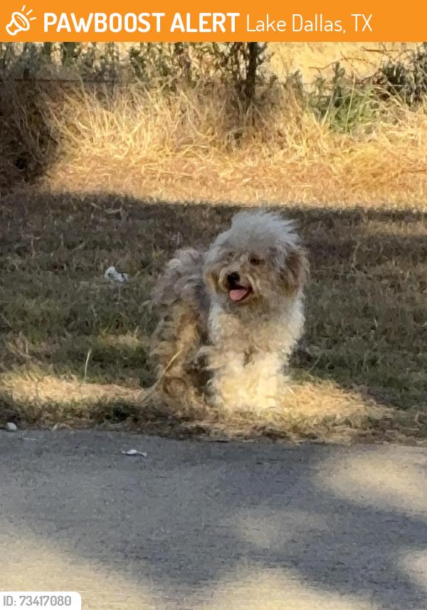 Found/Stray Unknown Dog last seen Lakeview and Lakeview West intersection, Lake Dallas, TX 75065