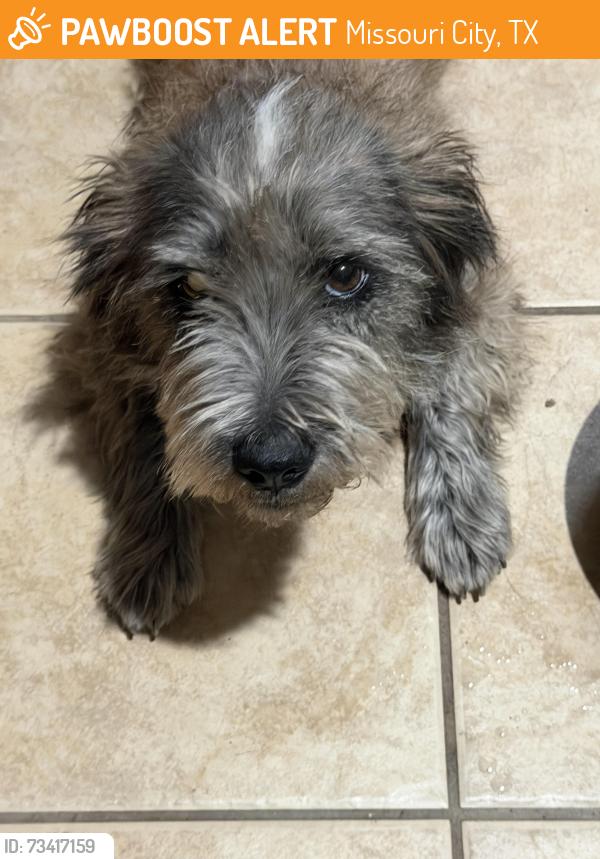 Found/Stray Female Dog last seen John Locke Ln., Missouri City, TX 77489