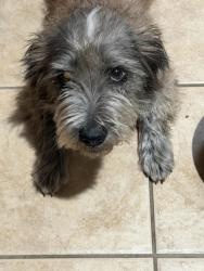 Found/Stray Female Dog last seen John Locke Ln., Missouri City, TX 77489