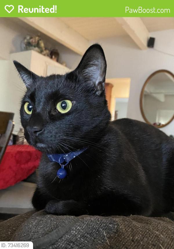 Reunited Male Cat last seen E Whittier Ave Tracy, CA. 95376, Tracy, CA 95376