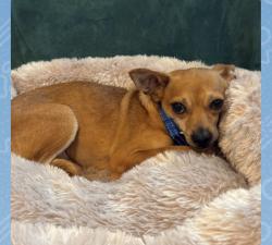 Reunited Male Dog last seen Burning Brook Dr, O'Fallon, MO 63366