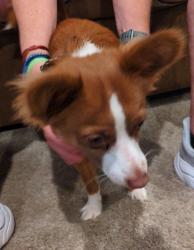 Reunited Male Dog last seen Vera and Hudson, Redwood City, CA 94061