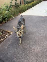 Found/Stray Male Cat last seen Willard Elementary School, Rosemead, CA 91770