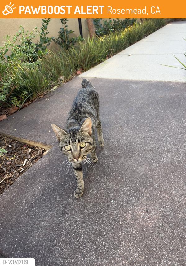 Found/Stray Male Cat last seen Willard Elementary School, Rosemead, CA 91770