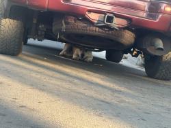 Found/Stray Male Dog last seen FedX, El Monte, CA 91732