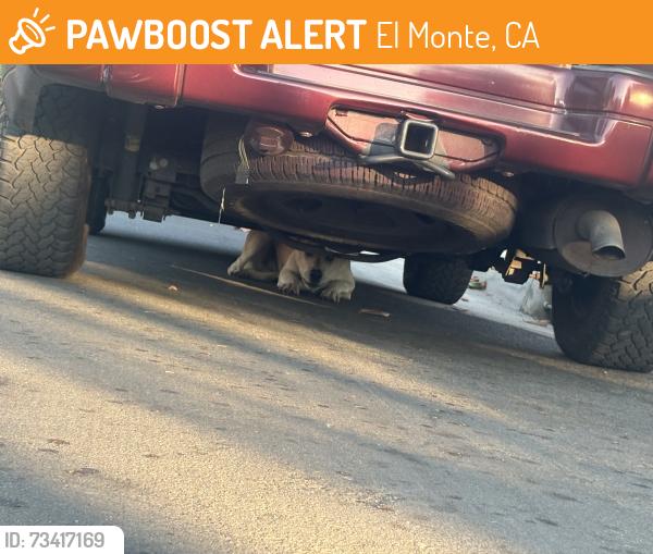 Found/Stray Male Dog last seen FedX, El Monte, CA 91732