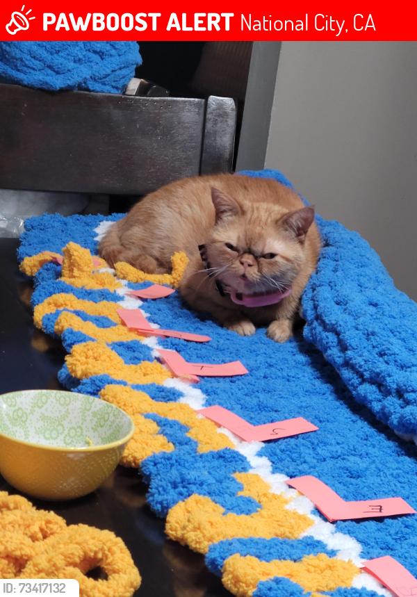 Lost Female Cat last seen Delta St, National City, CA 91950
