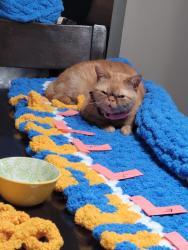 Lost Female Cat last seen Delta St, National City, CA 91950